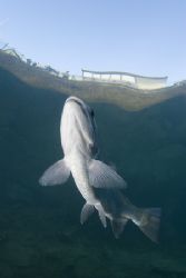 Trout in snells window. Capernwray.
D200, 16mm. by Derek Haslam 